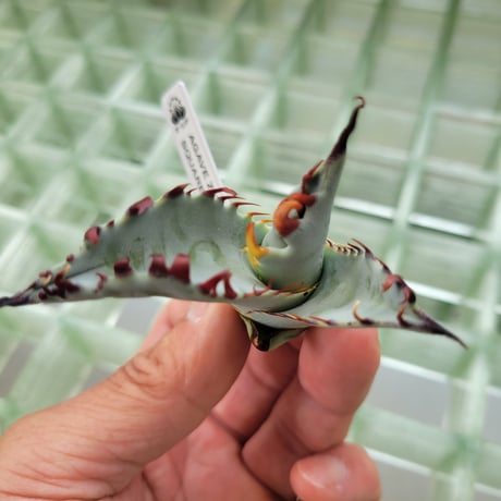 AGAVE ZEBRA SQUARE TOOTH