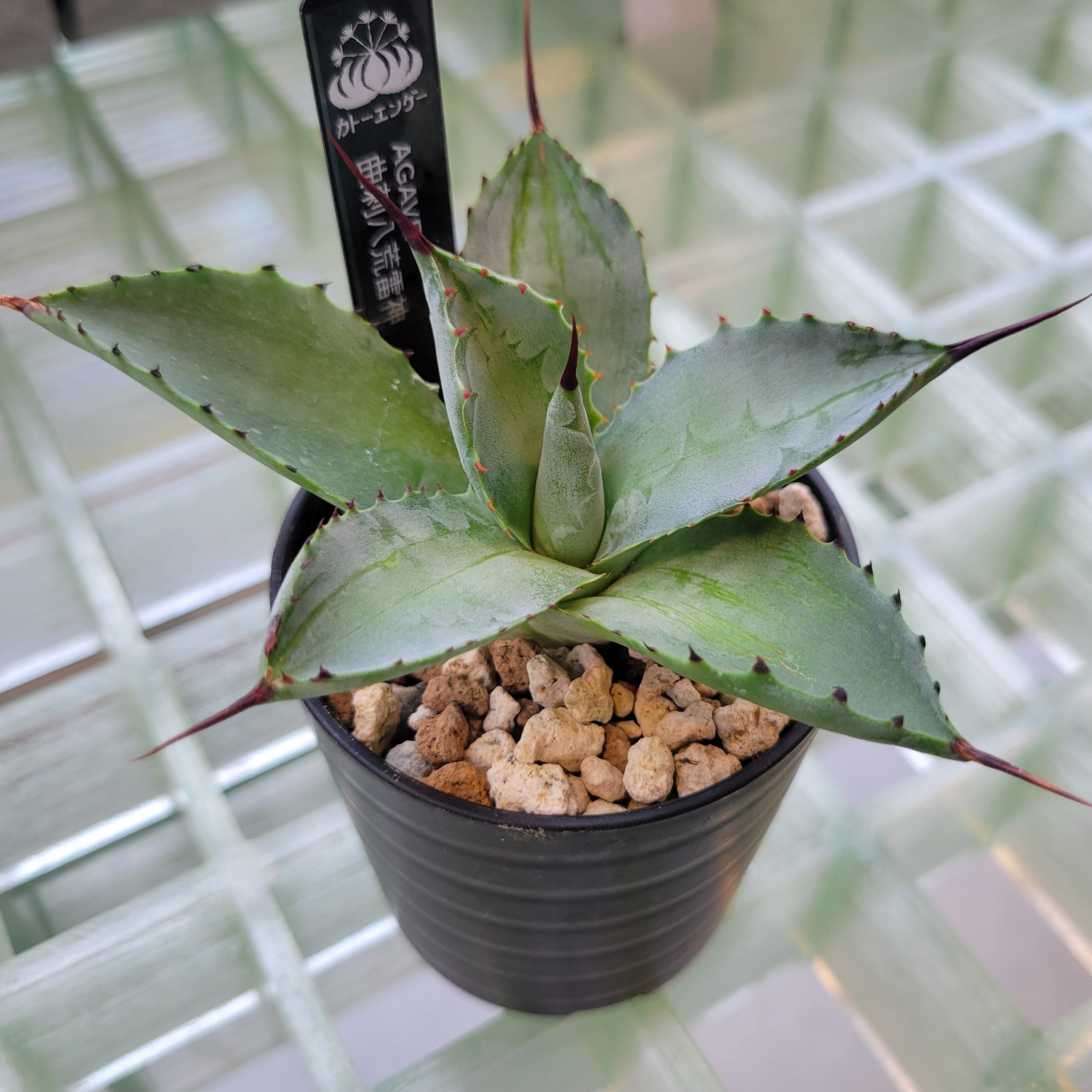 AGAVE 曲刺八荒雷神 | カトーエンゲー東京