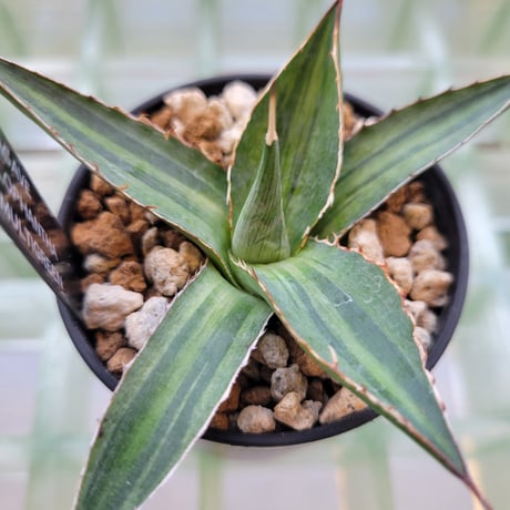 AGAVE LOPHANTHA MULTIGREEN
