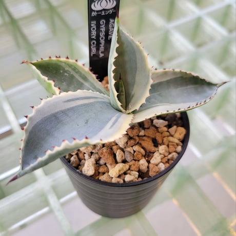 AGAVE GYPSOPHILA IVORY CURL