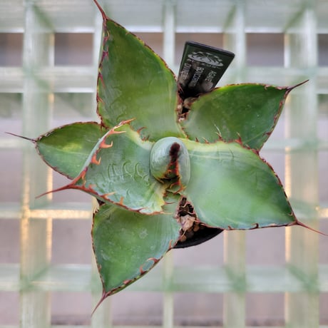 AGAVE BOVICORNUTA DIVINE BOVINE
