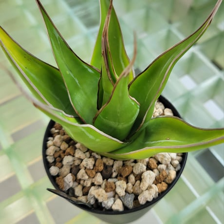 AGAVE IMPRESSA SMOOTH EDGE