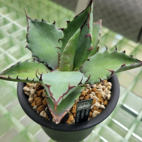 AGAVE TITANOTA × BLUE GLOW