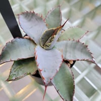 AGAVE GUADALAJARANA LEON VARIEGATA