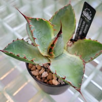 AGAVE BOVICORNUTA DIVINE BOVINE