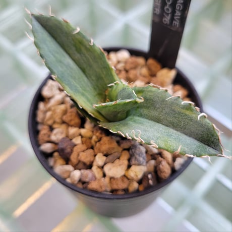 AGAVE FO-076 TIGER