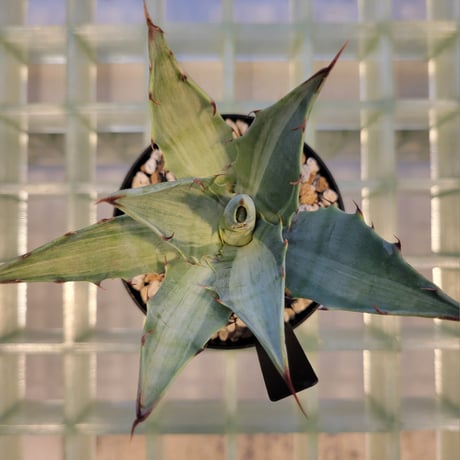AGAVE DESERTI SIMPLEX SNOW DEVIL