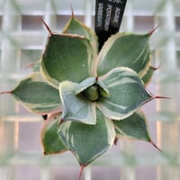AGAVE POTATORUM VARIEGATA
