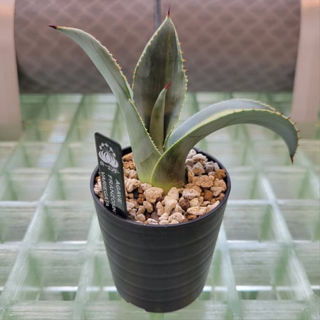 AGAVE FRANZOSINII VARIEGATA
