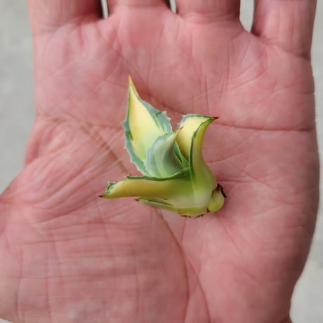 AGAVE OVATIFOLIA AWAKENING ANGEL