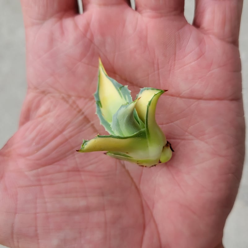 AGAVE OVATIFOLIA AWAKENING ANGEL | カトーエンゲー東京