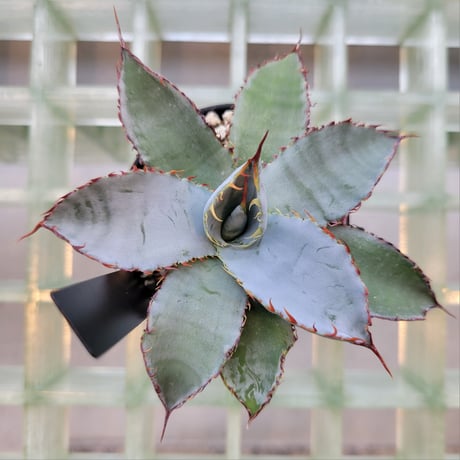 AGAVE GUADALAJARANA LEON VARIEGATA