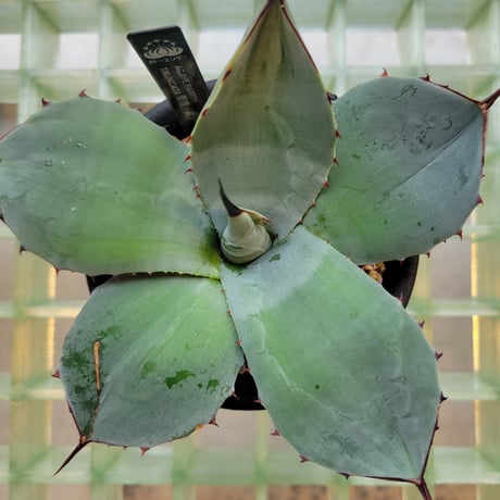 AGAVE PARRYI TRUNCATA 管理「鎮」