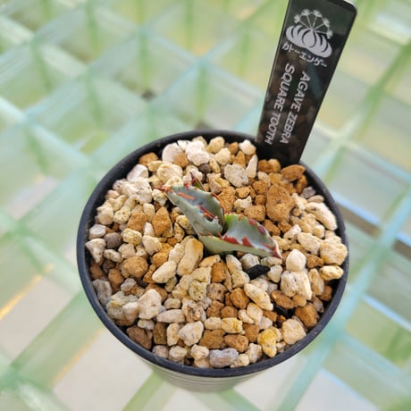 AGAVE ZEBRA SQUARE TOOTH