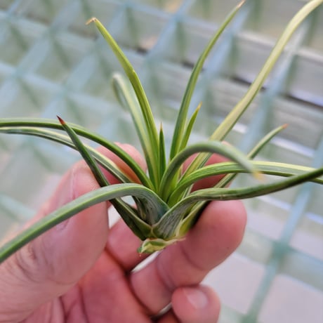 AGAVE 吹上錦