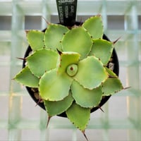 AGAVE BLEACHED BLONDE