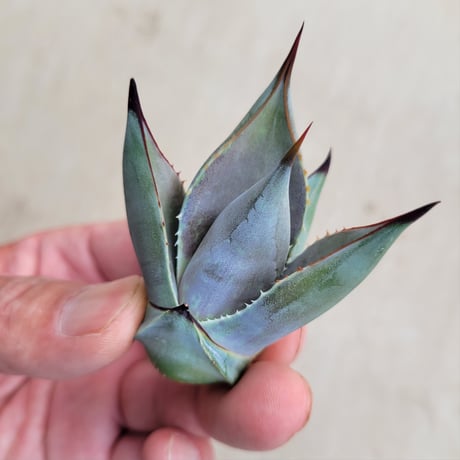 MANGAVE BLOOD SPOT × MACROACANTHA