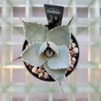 AGAVE DRAGON TOES