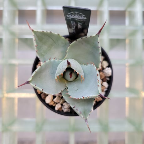AGAVE DRAGON TOES