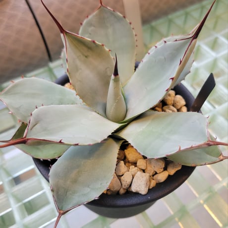 AGAVE PARRYI TRUNCATA HUNTINGTON