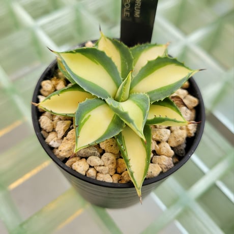 AGAVE POTATORUM SOUTH POLE