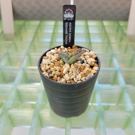 AGAVE ZEBRA SQUARE TOOTH