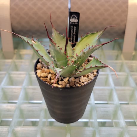 AGAVE SHAWPOT SHAWII × POTATORUM