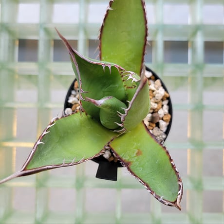 AGAVE SHAWII