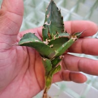 AGAVE FO-076 BIG SPINE