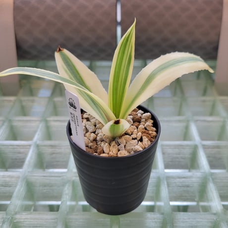 AGAVE DESMETTIANA 雪月花