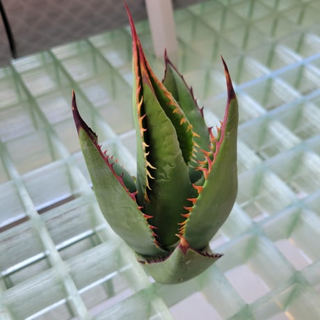 AGAVE SHAWII➁