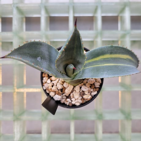 AGAVE FRANZOSINII VARIEGATA