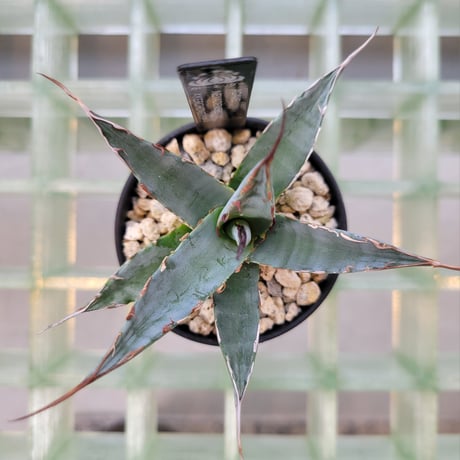 AGAVE UTAHENSIS NEVADENSIS×KERCHOVEI(SP.) 【カトーエンゲーハイブリッド】