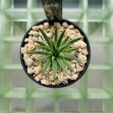 AGAVE 姫吹上白覆輪