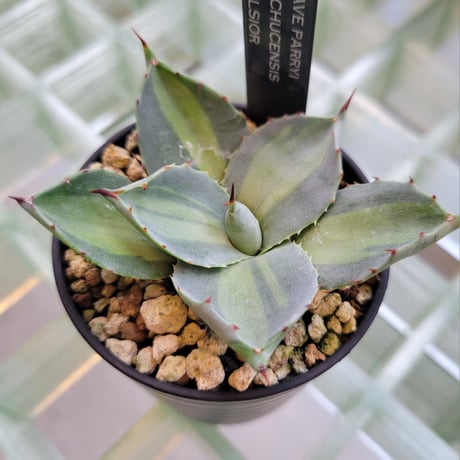 AGAVE PARRYI HUACHUCENSIS EXCELSIOR