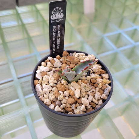 AGAVE ZEBRA SQUARE TOOTH