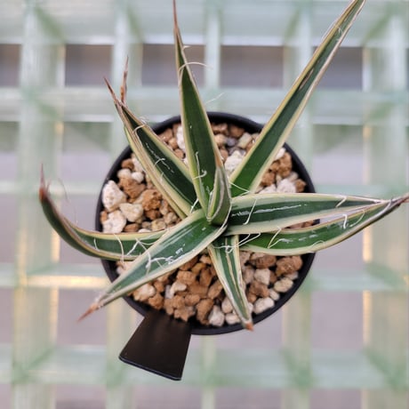 AGAVE MULTIFIRIFERA STARSHINE