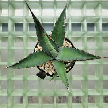 AGAVE KERCHOVEI(SP.)×COLORATA【カトーエンゲーハイブリッド】