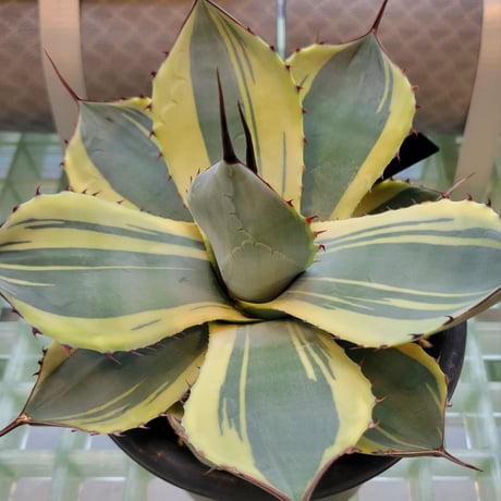 AGAVE PARRYI TRUNCATA ORIZABA