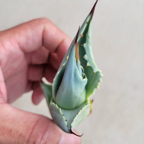 AGAVE OVATIFOLIA VARIEGATA凸凹