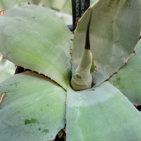 AGAVE PARRYI TRUNCATA 管理「鎮」