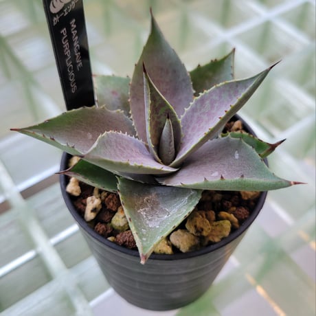 MANGAVE PURPLICIOUS