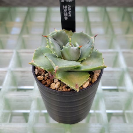 AGAVE 王妃雷神(アオ)