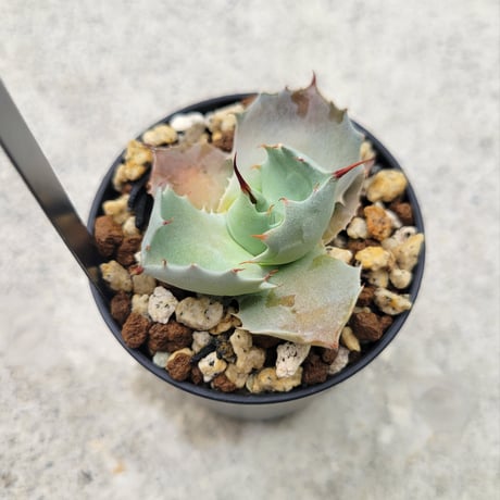 AGAVE ISTHMENSIS INLAND FORM②
