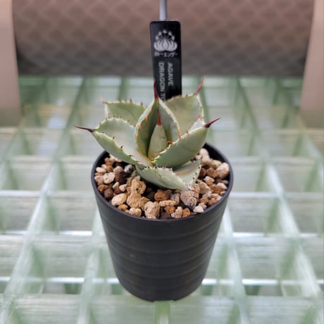 AGAVE DRAGON TOES