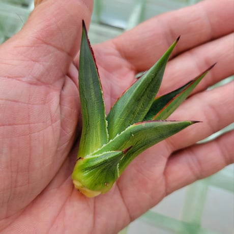 AGAVE BLUE GLOW  VARIEGATA　縞斑