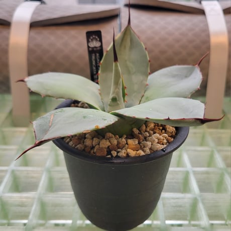 AGAVE PARRYI TRUNCATA 管理「鎮」