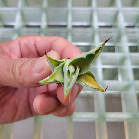 AGAVE OVATIFOLIA AWAKENING ANGEL  A