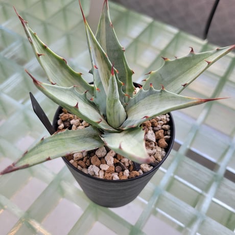 AGAVE DESERTI SIMPLEX SNOW DEVIL