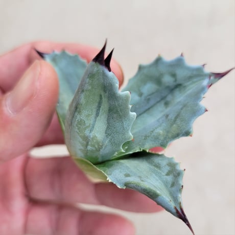 AGAVE MONTANA LIME FLASH